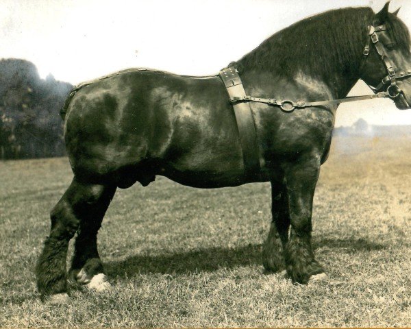 Deckhengst Nervus von Golzheim R. H. 879 (Rheinisch-Deutsches Kaltblut, 1920, von Songe d'Or)