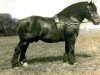 stallion Nervus von Golzheim R. H. 879 (Rhenish-German Cold-Blood, 1920, from Songe d'Or)