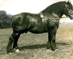 stallion Nervus von Golzheim R. H. 879 (Rhenish-German Cold-Blood, 1920, from Songe d'Or)