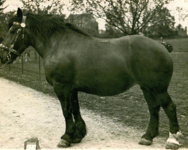 broodmare Jacotte (Rhenish-German Cold-Blood, 1911)