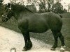 broodmare Jacotte (Rhenish-German Cold-Blood, 1911)