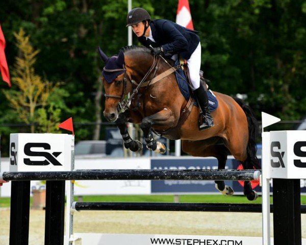 jumper Rosi Belu (Oldenburg show jumper, 2012, from Check In 2)