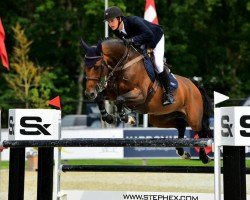 jumper Rosi Belu (Oldenburg show jumper, 2012, from Check In 2)