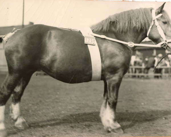 broodmare Salta von Auenheim (Rhenish-German Cold-Blood, 1925, from Nervus von Golzheim R. H. 879)