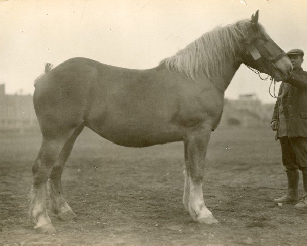 Zuchtstute Sabine von Geretzhoven (Rheinisch-Deutsches Kaltblut, 1925, von Nervus von Golzheim R. H. 879)