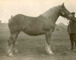 broodmare Sabine von Geretzhoven (Rhenish-German Cold-Blood, 1925, from Nervus von Golzheim R. H. 879)