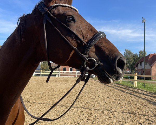 jumper Kahuna 3 (German Sport Horse, 2019, from Kaiserwind)