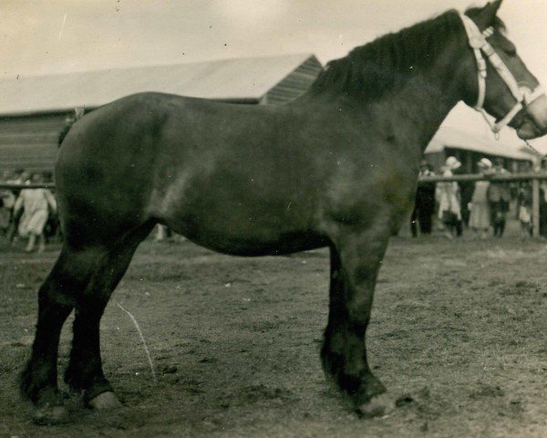 broodmare Tamburin von Woltersdorf (Rhenish-German Cold-Blood, 1926, from Nervus von Golzheim R. H. 879)