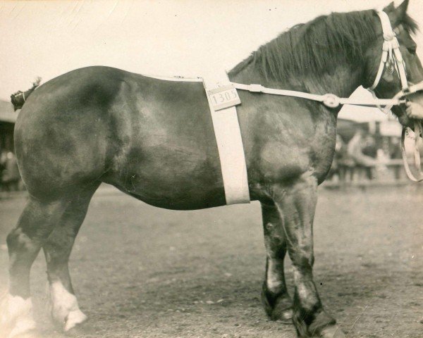 broodmare Ulyssa (Rhenish-German Cold-Blood, 1926, from Nervus von Golzheim R. H. 879)