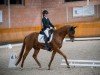 dressage horse Vincenzo 21 (Hanoverian, 2016, from Vilancio)