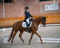 dressage horse Vincenzo 21 (Hanoverian, 2016, from Vilancio)