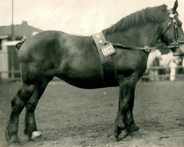 broodmare Vesta von Neurath (Rhenish-German Cold-Blood,  , from Nervus von Golzheim R. H. 879)