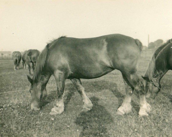 horse Toldobia von Wickrath (Rhenish-German Cold-Blood, 1926, from Protektor RS 892)