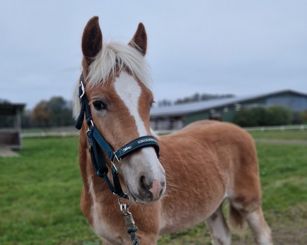 foal by Stay Wonderful PH (Haflinger, 2024, from Stand Men -S)