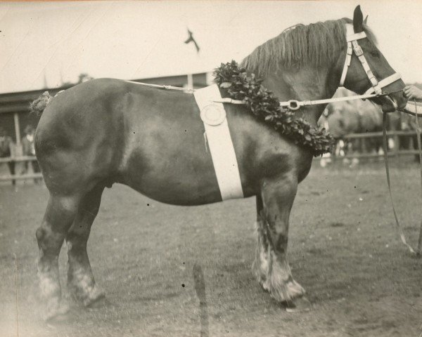 broodmare Soldobia von Wickrath (Rhenish-German Cold-Blood, 1925, from Protektor RS 892)