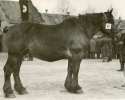 Zuchtstute Zakynthia (Rheinisch-Deutsches Kaltblut, 1930, von Protektor RS 892)