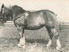 broodmare Weinraute RS 21333 (Rhenish-German Cold-Blood, 1929, from Protektor RS 892)