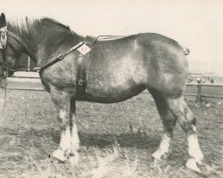 broodmare Weinraute RS 21333 (Rhenish-German Cold-Blood, 1929, from Protektor RS 892)