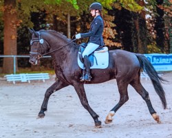 stallion Cadett Royal (Sachs-door. Heavy Warmbl., 2019, from Cadett)