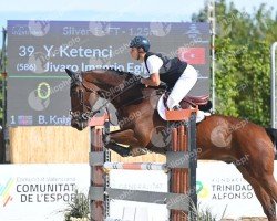 Springpferd Jivaro Imperio Egipcio (Belgisches Warmblut, 2009, von Echo van het Spieveld)