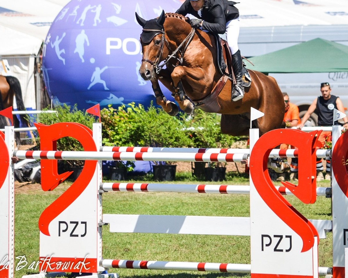 jumper Cros Blue (Oldenburg show jumper, 2009, from Chacco-Blue)