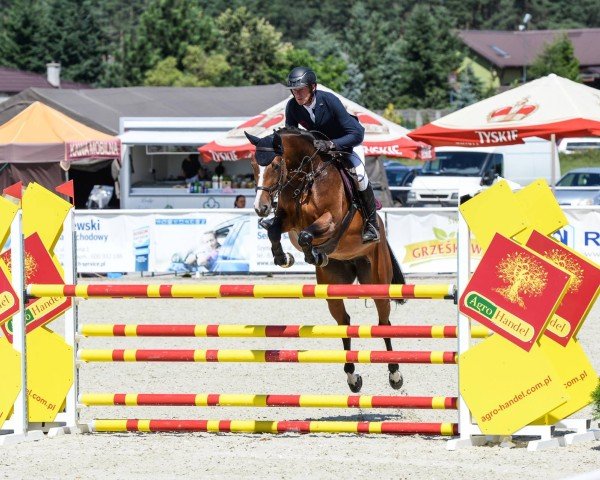 jumper Conte du Rouet (Hanoverian, 2008, from Contendro I)