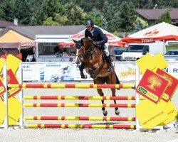 jumper Conte du Rouet (Hanoverian, 2008, from Contendro I)