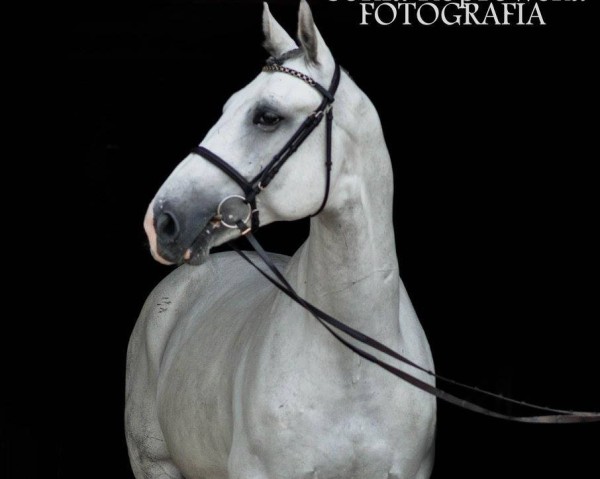 Springpferd Eagan Blue (KWPN (Niederländisches Warmblut), 2009, von Mr Blue)