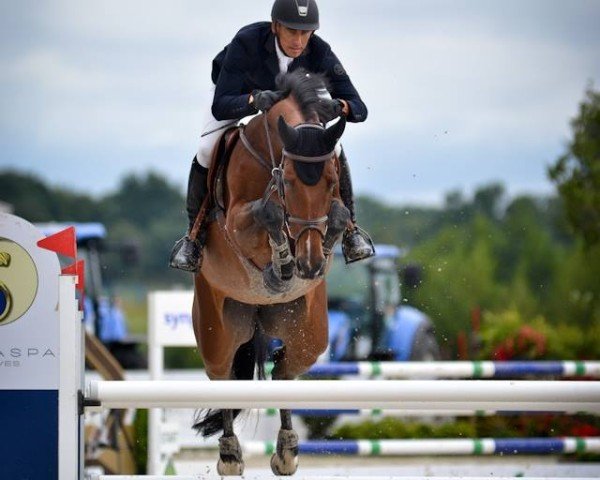 jumper Queen La Balou (Oldenburg show jumper, 2009, from Quintender 2)