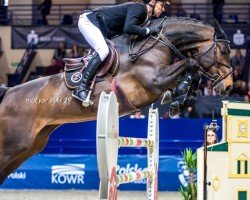 jumper Conthacca (Oldenburg show jumper, 2010, from Conthargos)