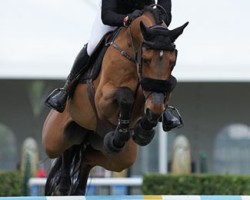 jumper Diaroubet (Oldenburg show jumper, 2012, from Diarado)