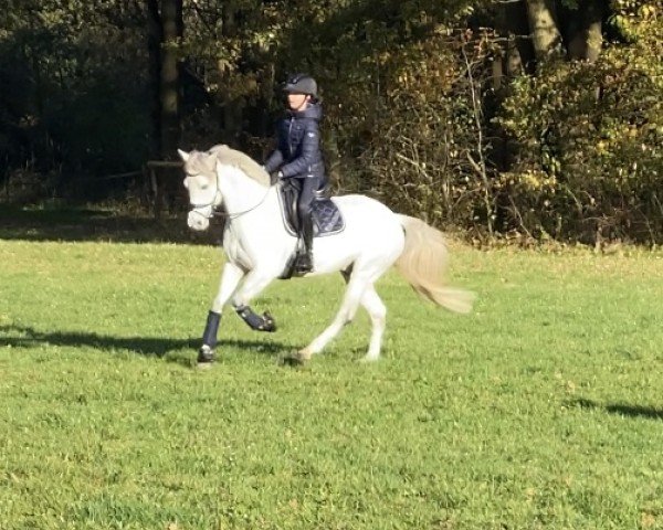 jumper Mon Petit Pitou (German Riding Pony, 2016, from Petit Magic Colour)