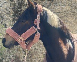 dressage horse Penny (unknown, 2015)