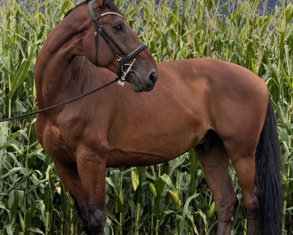 Springpferd Delire du Grillot (Selle Français, 2013, von Graphit Fontanel Z)