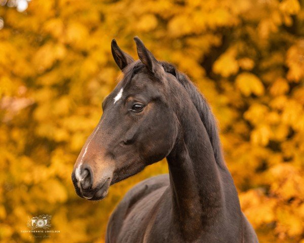 dressage horse Quimba Donia (Oldenburg, 2022, from Quality Control)