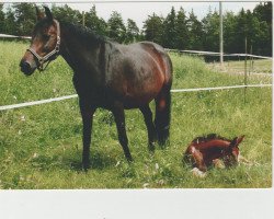 broodmare Dangerous Mind (Bavarian, 1999, from Wetten Dass)