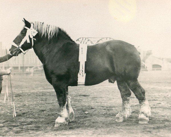 Deckhengst Urobius RS 935 (Rheinisch-Deutsches Kaltblut, 1926, von Protektor RS 892)