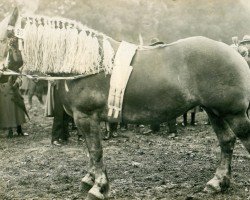 broodmare Lenwatana (Rhenish-German Cold-Blood, 1918, from Herkules RS 364)