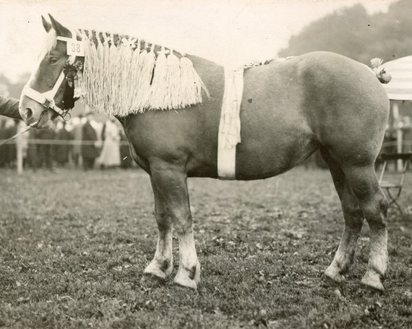 broodmare Tochter von Heermeister von der Holzerhöhe (Rhenish-German Cold-Blood, 1921, from Heermeister von der Holzerhöhe RS 665)