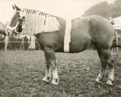 Zuchtstute Tochter von Heermeister von der Holzerhöhe (Rheinisch-Deutsches Kaltblut, 1921, von Heermeister von der Holzerhöhe RS 665)