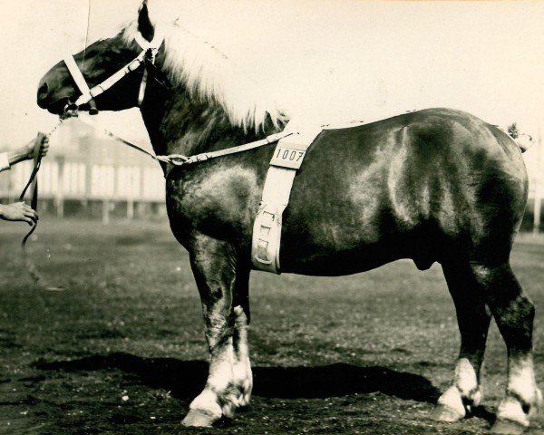 stallion Umbert (Rhenish-German Cold-Blood, 1926, from Protektor RS 892)