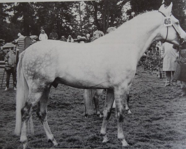 Deckhengst Navajo II (Deutsches Reitpony, 1974, von Nazim x)