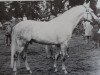 stallion Navajo II (German Riding Pony, 1974, from Nazim x)