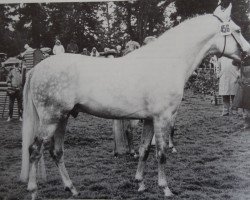 stallion Navajo II (German Riding Pony, 1974, from Nazim x)