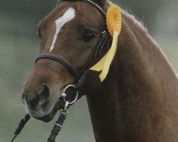 stallion Carlo (German Riding Pony, 1990, from Viktoria's Colano)