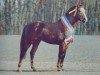 stallion Park's Taron (New Forest Pony, 1989, from Mølhedens Tajo)