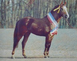 Deckhengst Park's Taron (New-Forest-Pony, 1989, von Mølhedens Tajo)