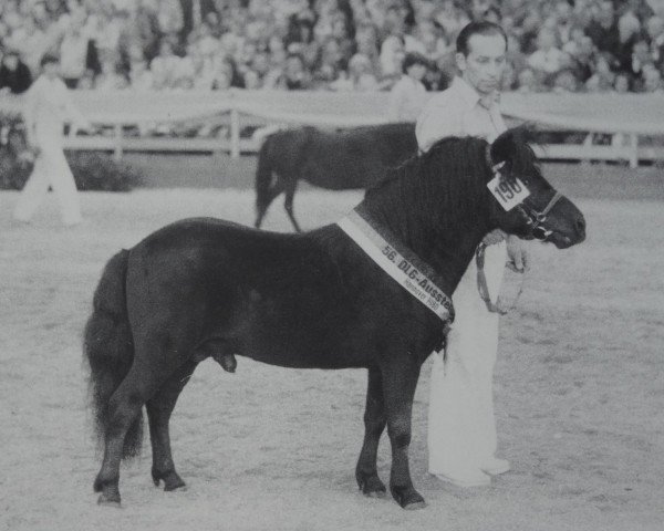 stallion Rappo (Shetland Pony, 1971, from Rauhbautz)