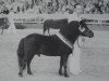 Deckhengst Rappo (Shetland Pony, 1971, von Rauhbautz)