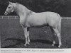 stallion Ramzes AA (Anglo-Arabs, 1937, from Rittersporn xx)